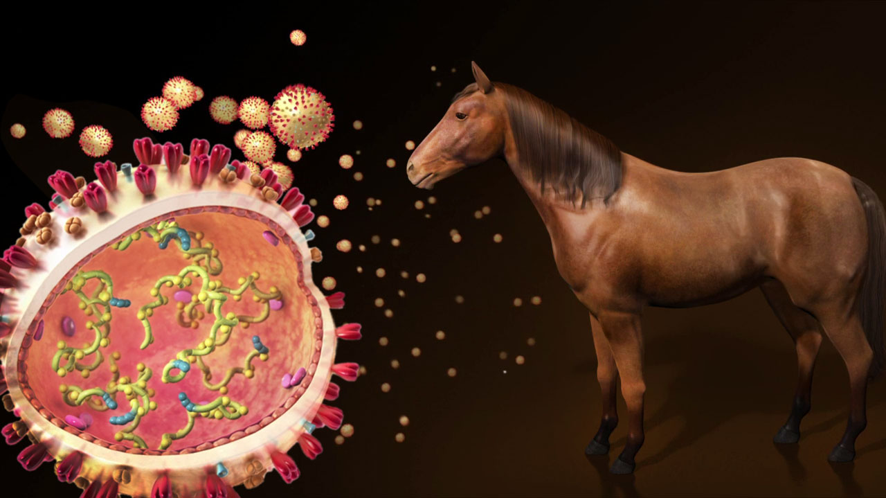 Equine Vaccination Animation CAST PHARMA   Project Horse Vaccine 