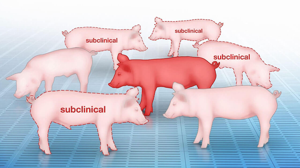 Porcine Respiratory Disease Animation CAST PHARMA   Porcine Respiratory Disease 